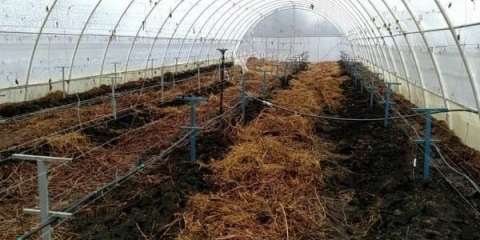 Učinite sami staklenik za grožđe: kako ga napraviti od polikarbonata